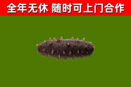 云阳烟酒回收干海参.jpg